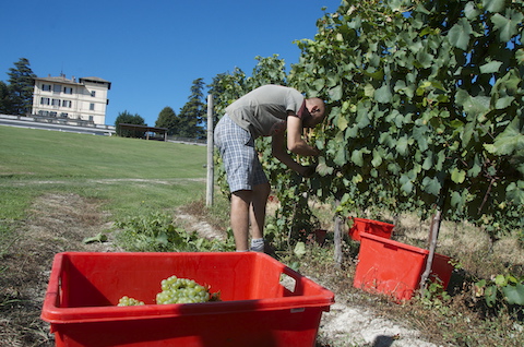 CORTESE GRAPES